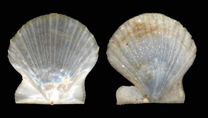 Lissopecten hyalinum